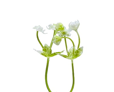 White Baby Breath Florets