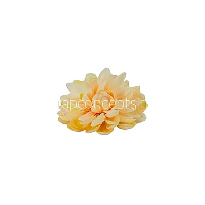 Peach Dahlias Peach Dahlias