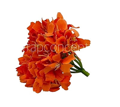 Orange French Hydrangeas Orange French Hydrangeas