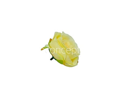 Camellia Flower - Canary