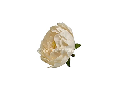 Apple Green Open Peony