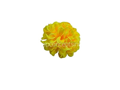 Sunshine Carnation