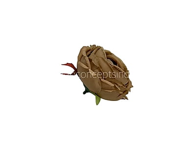 Sepia Peony Sepia Peony