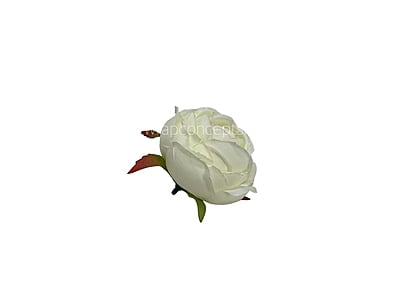 Apple Blossom Peony Apple Blossom Peony