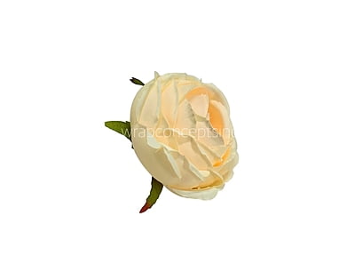 Champagne Peony Champagne Peony