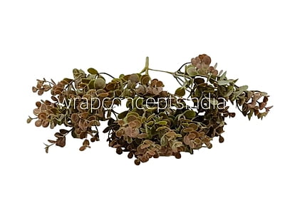 Eucalyptus Leaves Bunch - Brown/Light Green