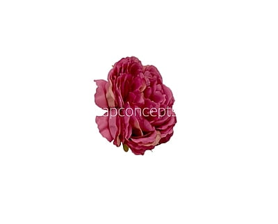 Strawberry Ornate Peony