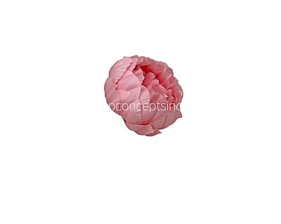 Candy Pink Peony