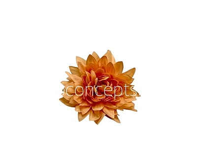Pumpkin Dahlia Flower