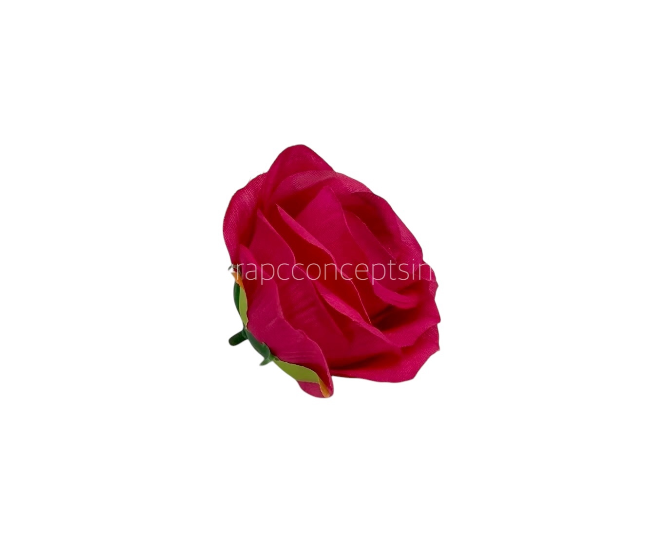 Fuchsia Roses Fuchsia Roses