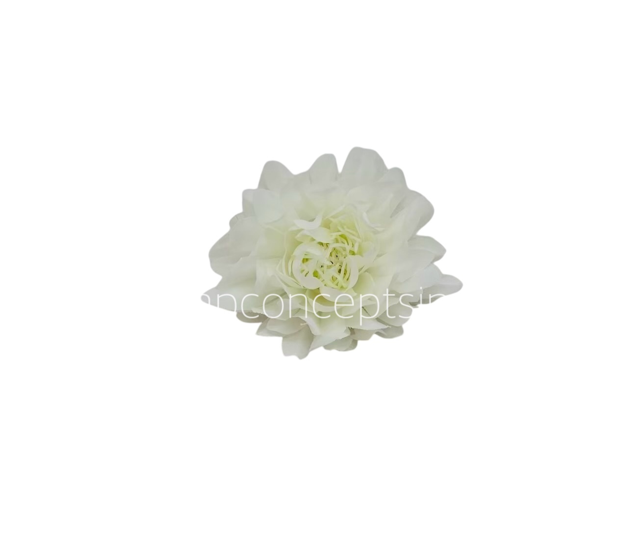 White Water LilyW White Water LilyW