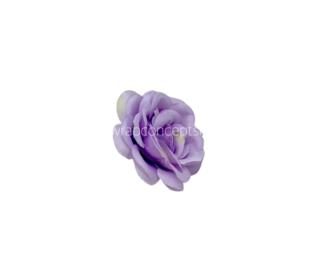 Mauve Shrub Rose Mauve Shrub Rose