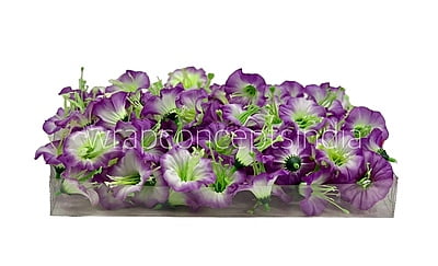 White & Purple Shaded Lily
