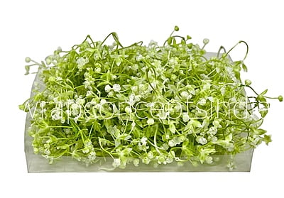 White Baby Breath Florets