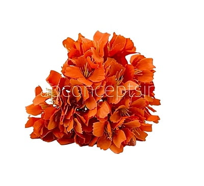 Orange French Hydrangeas Orange French Hydrangeas