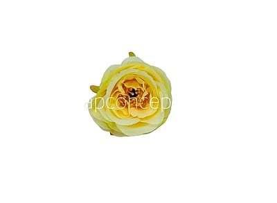 Camellia Flower - Canary