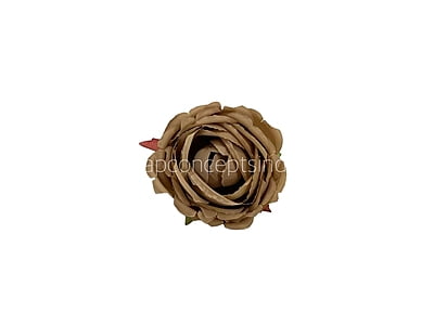Sepia Peony Sepia Peony