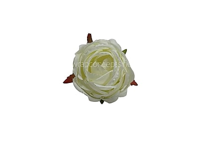 Apple Blossom Peony Apple Blossom Peony