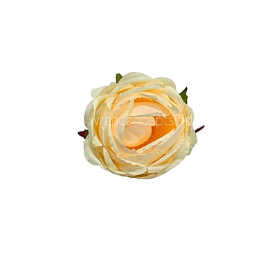 Champagne Peony Champagne Peony