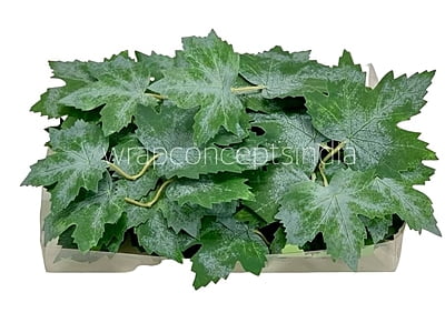 Green Maple Leaves