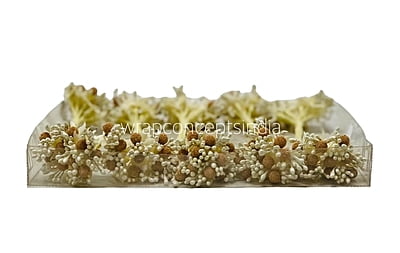 Cream Pollen with Gold Balls