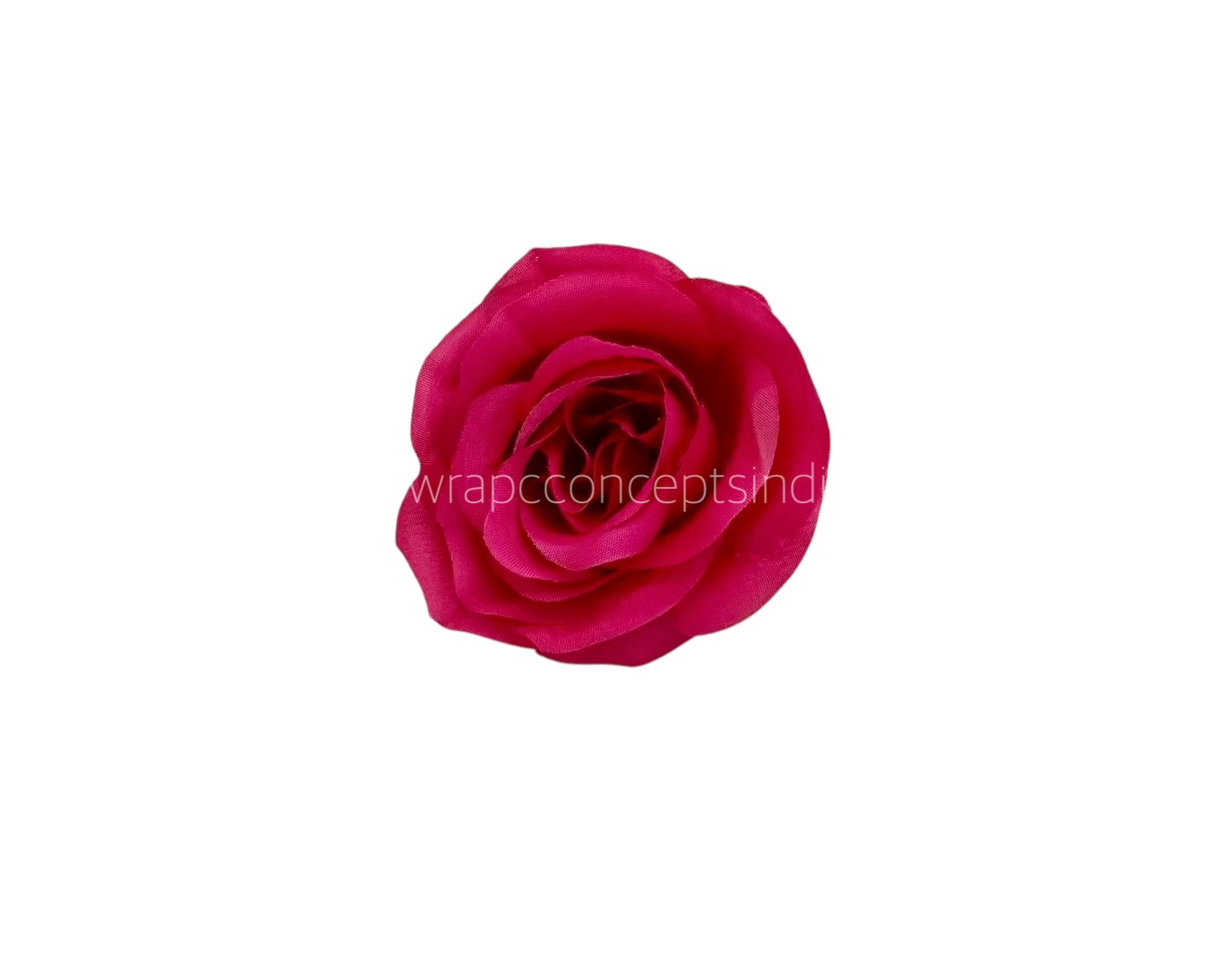 Fuchsia Roses Fuchsia Roses