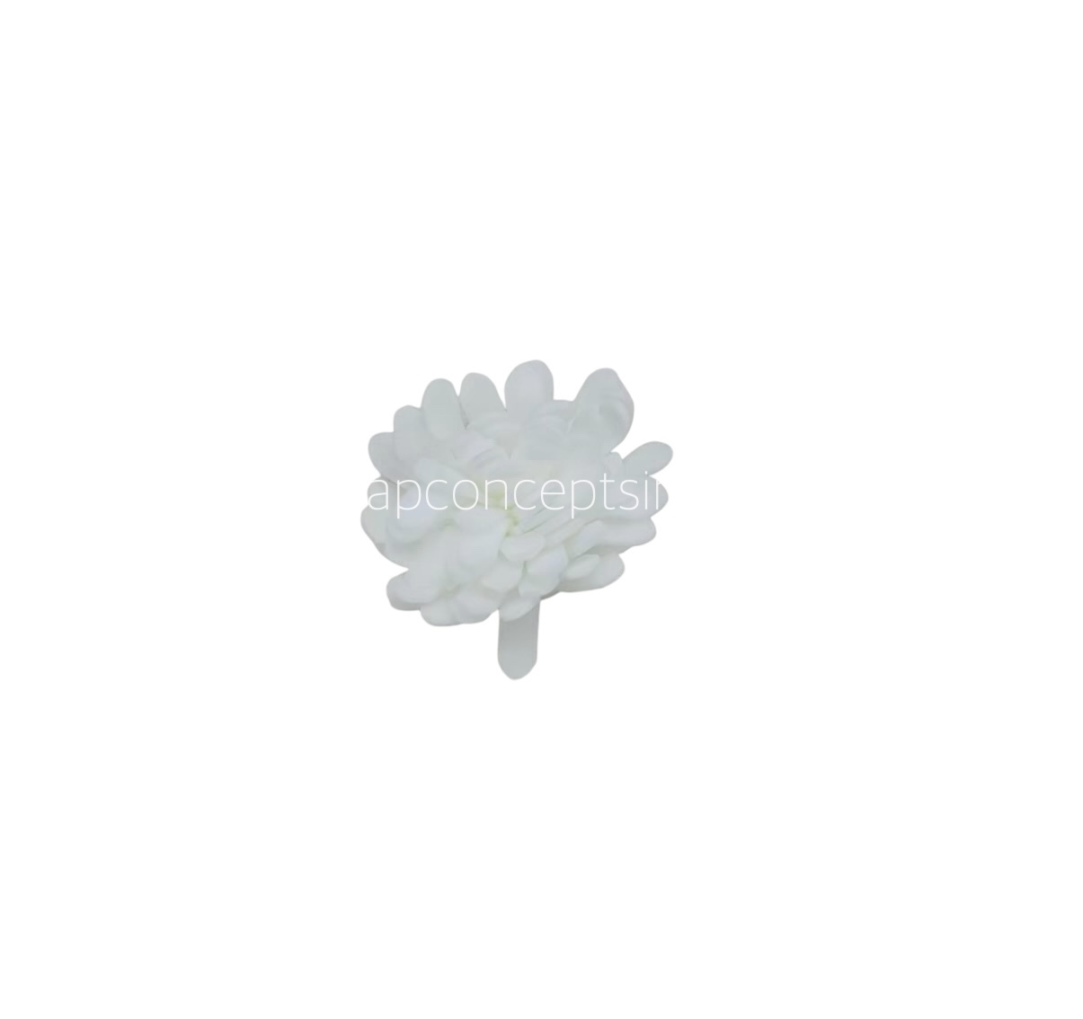 White Foam Carnation