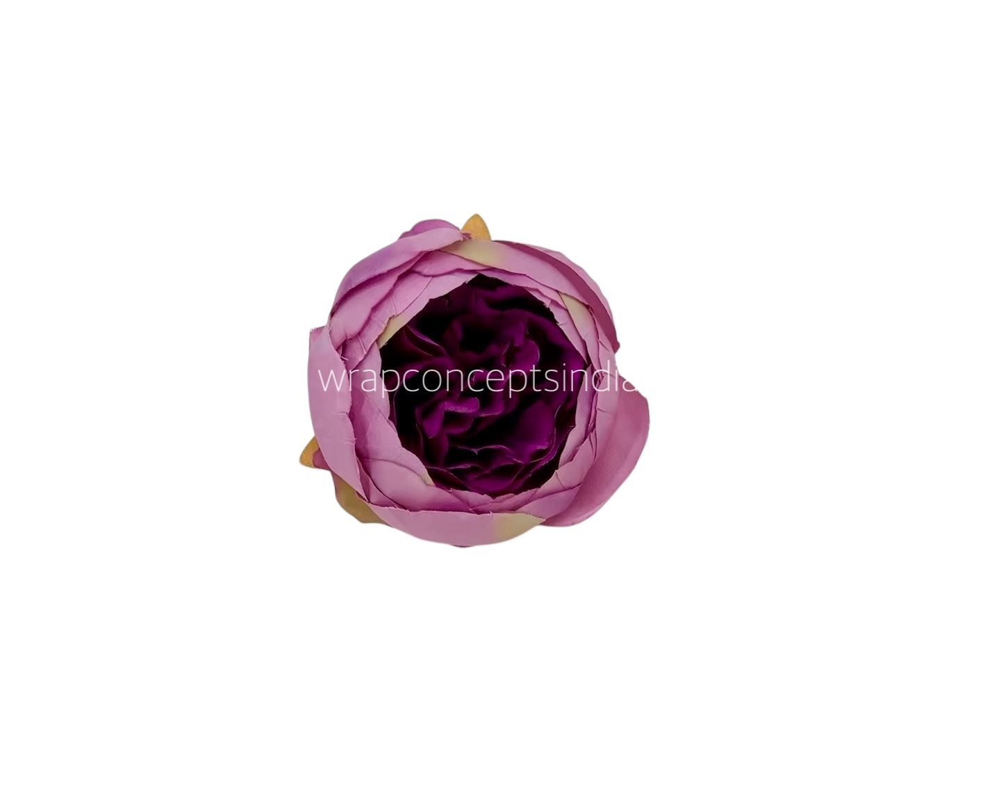 Peony - Orchid with Violet