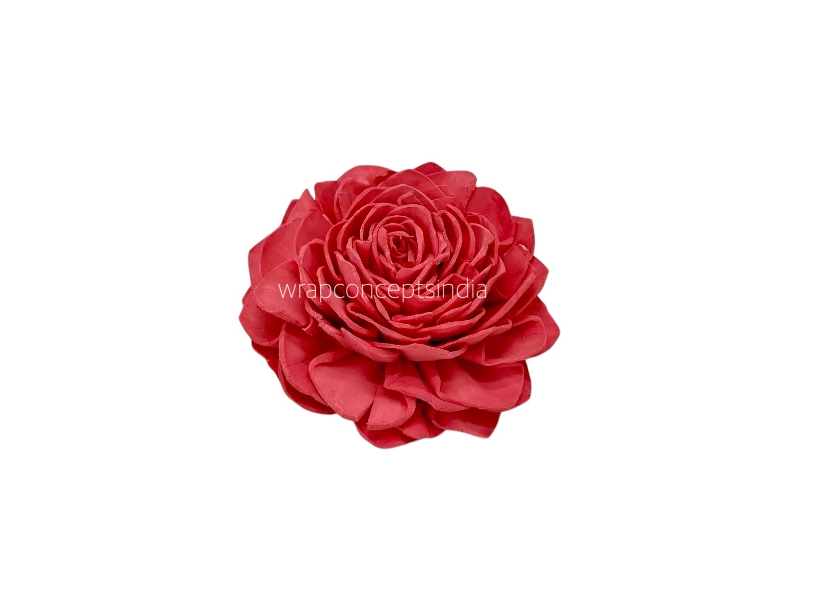 Coral Sola Wood Dahlia