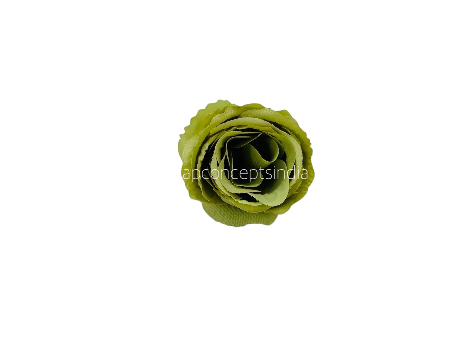Apple Green Rose Buds Apple Green Rose Buds