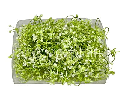 White Baby Breath Florets