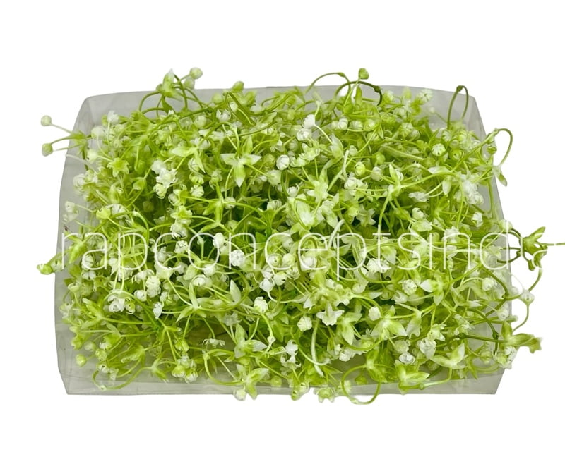 White Baby Breath Florets