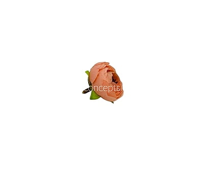 Royal Orange  Peonies