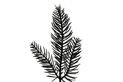 Trio Pine Tree Leaves