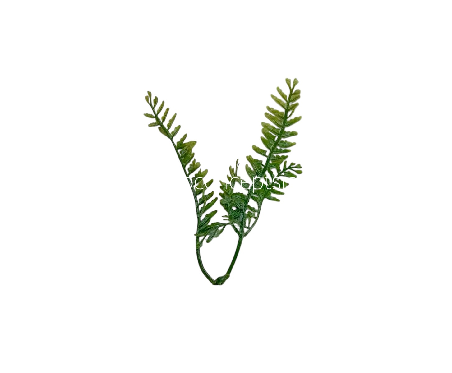 Green Shaded Triple Fern