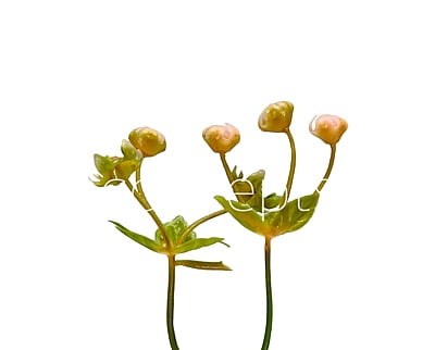 Salmon Baby Breath Florets Salmon Baby Breath Florets