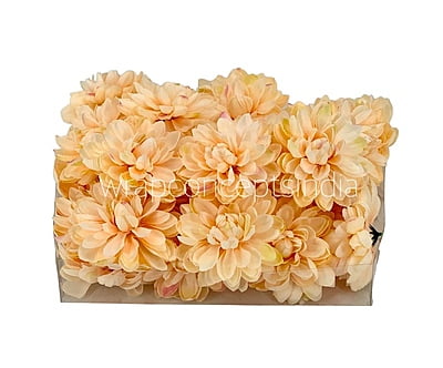 Peach Dahlias