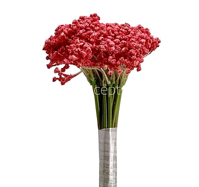 Baby Breath's Bunch