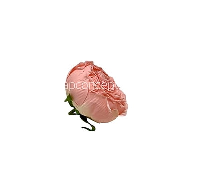 Peach Burst Peony