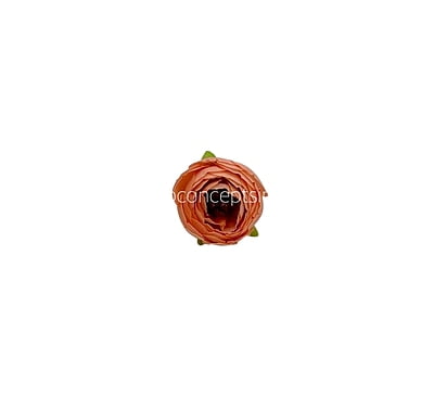 Royal Orange  Peonies