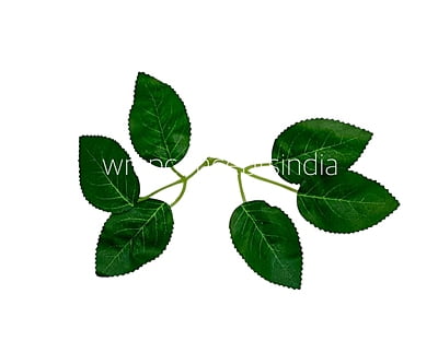 6 Leaves on Stem