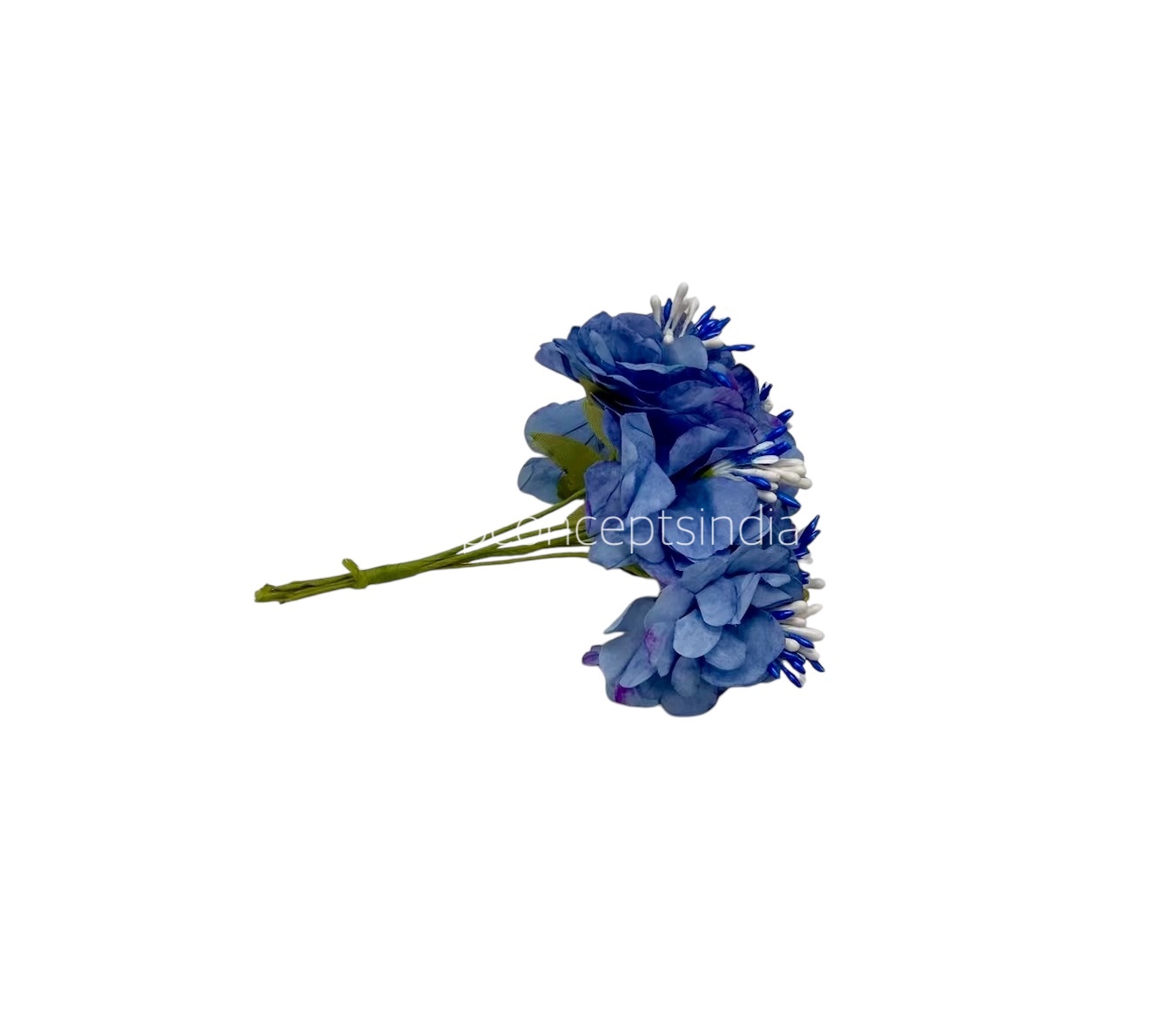 Cornflower Blue Windflower Cornflower Blue Windflower