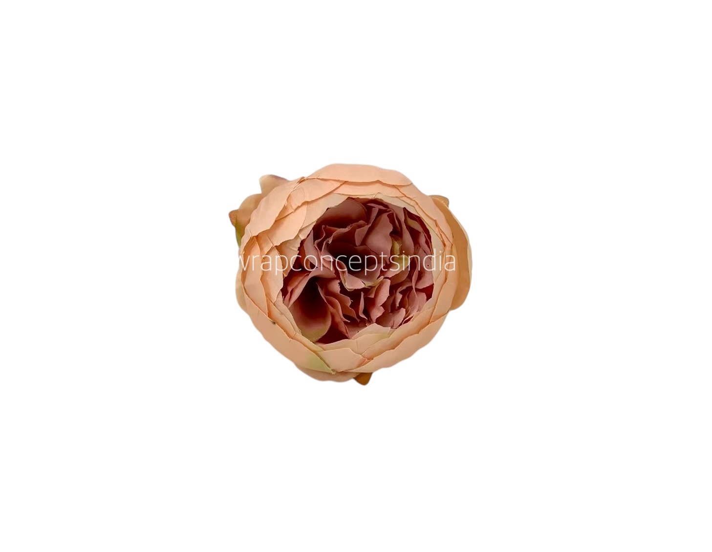Peony- Melon with Apricot Peony- Melon with Apricot