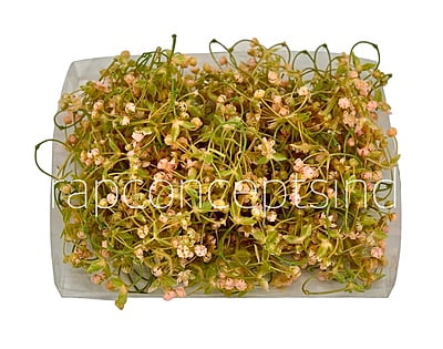 Salmon Baby Breath Florets Salmon Baby Breath Florets