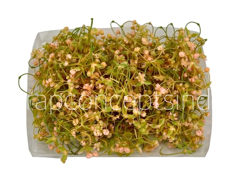 Salmon Baby Breath Florets Salmon Baby Breath Florets