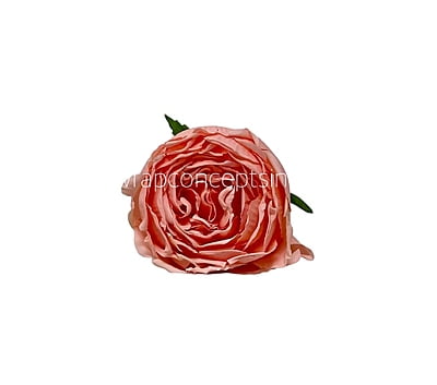 Peach Burst Peony