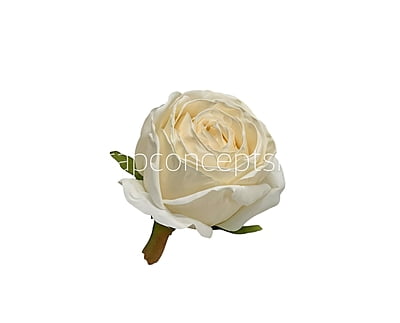 Cream Roses