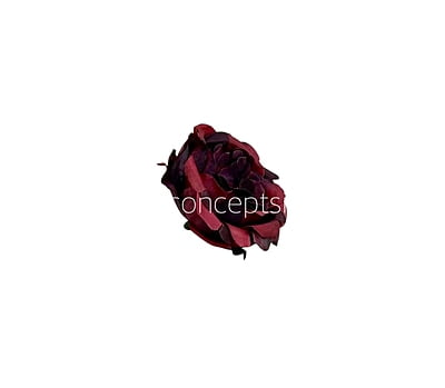 Deep Maroon Small Ornate Peonies