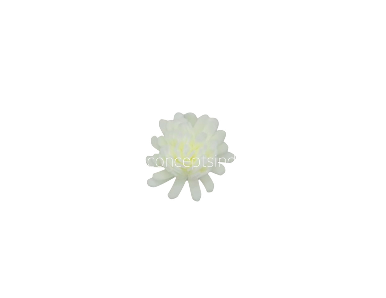 Cream Foam Carnation