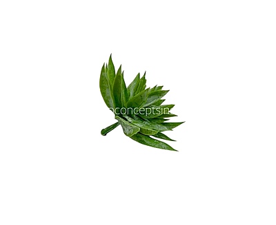 Faux Star Succulent - Light Green Faux Star Succulent - Light Green
